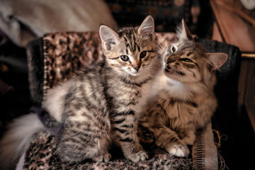 blanket house striped gray-cream kitten and cat are resting on a spotted blanket, a cute screensaver with fluffy animals, selective focus and a cozy picture of life, a Scandinavian hygge