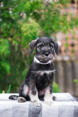 Dog, puppy, cute puppy, schnauzer, mittelschnauzer, german dog, schnauzer puppy, cute schnauzers, small dog, portrait of a dog, photograph of dogs