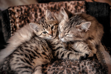 blanket house striped gray-cream kitten and cat are resting on a spotted blanket, a cute screensaver with fluffy animals, selective focus and a cozy picture of life, a Scandinavian hygge