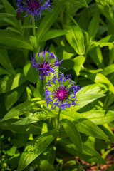Purple flower in the garden.
