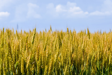 golden wheat field and blue sky