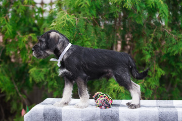 Dog, puppy, cute puppy, schnauzer, mittelschnauzer, german dog, schnauzer puppy, cute schnauzers,...
