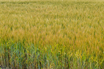 golden wheat field background