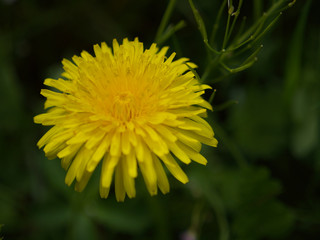yellow dandelion flower