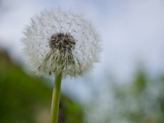 dandelion on a green background