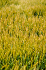 golden wheat field background