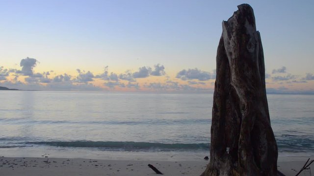 tronc d'arbre sur bord de plage de Martinique