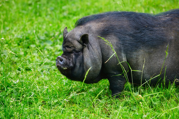 Portrait of a large boar, Vietnamese pot-bellied pigs.