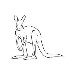 Drawing of a kangaroo. Vector illustration. kangaroo vector sketch illustration