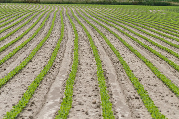 Fototapeta na wymiar soybean growth field lines background