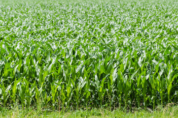 green corn field in springtime background