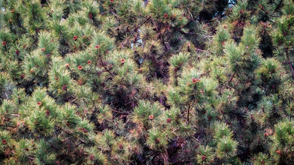 Texture of pine branches with long needles