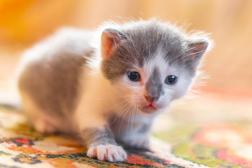 A small kitten with white and gray wool in the room makes the first bold steps