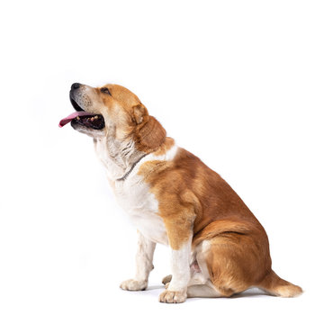 Alabai beautiful big male adult dog portrait