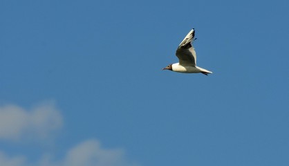 seagull flying in the sky over the ocean and lake