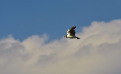 seagull flying in the sky over the ocean and lake