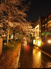 Fototapeta premium Night View of Sakura in Kyoto