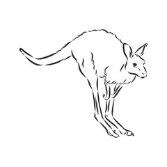 Drawing of a kangaroo. Vector illustration. kangaroo vector sketch illustration