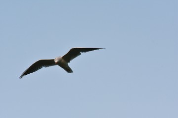 seagull flying in the sky over the ocean and lake