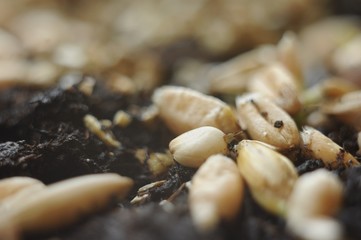 Sprouted oat grains close-up on among other grains on the surface of the soil.