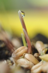 Close-up of a long pink sprout  with a drop of water on the tip and seeds