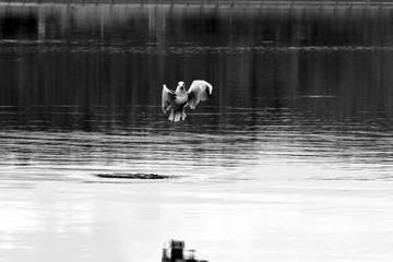 seagull flying in the sky over the ocean and lake