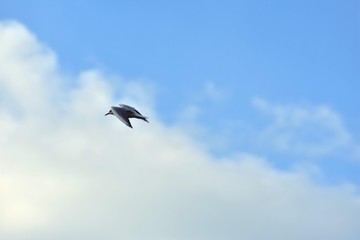 seagull flying in the sky over the ocean and lake