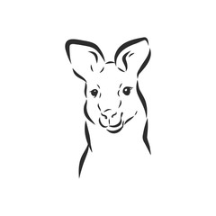 Drawing of a kangaroo. Vector illustration. kangaroo vector sketch illustration