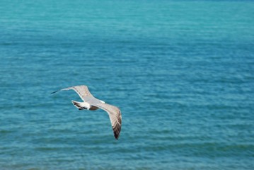 Fototapeta na wymiar seagull flying in the sky over the ocean and lake