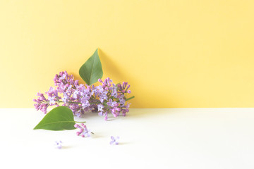 lilac flowers on yellow backgrount front view