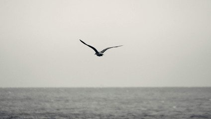 seagull flying in the sky over the ocean and lake