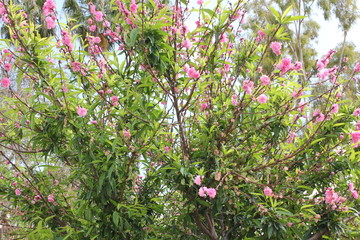 pink flowers in the garden