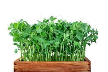 Microgreen peas in wooden box . Concept of home gardening and growing greenery indoors