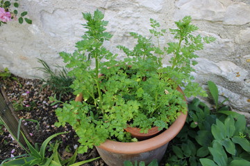 Persil en pot dans le jardin