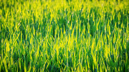 Background, texture of grass in sunny weather, grass against the sun