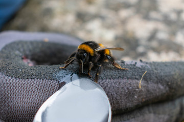 A bee sipping a sugar rescue remedy from a teaspoon while perched on a mans hand wearing gloves