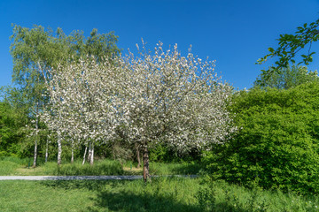 Obraz premium Apfelbaum