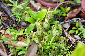Nepenthes (Nepenthaceae) - Borneo Malaysia Asia 