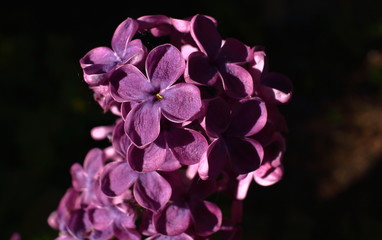 Lilac in the morning light.  Purple flower in my garden.