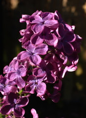 Lilac in the morning light.  Purple flower in my garden.
