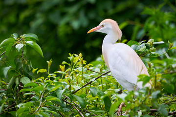 Cattle egret in natural habitat (Bubulcus ibis)
