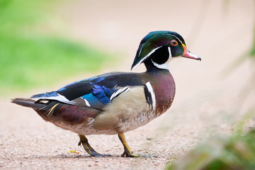 Wood duck or Carolina duck (Aix sponsa)