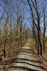 footpath crossing the forest in early spring day
