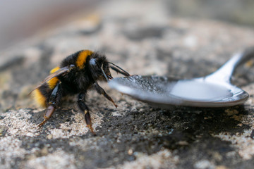 Save the bees - a bumble bee drinking from a teaspoon of sugar and water to help revive him