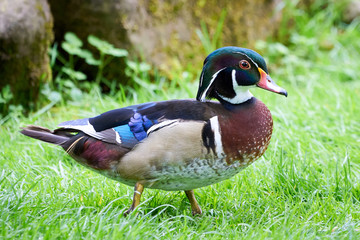 Wood duck or Carolina duck (Aix sponsa)