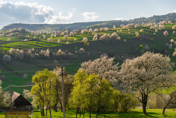Beautiful spring view to the fields and meadows. Blooming cherries. Slovakia nature. Hrinova, Europe. 