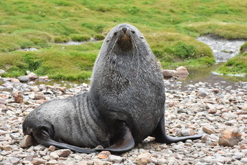 Antarctic fur seal at Fortuna Bay, South Georgia Island