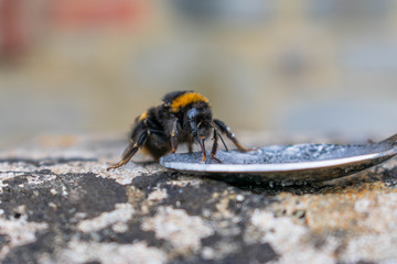 A front view of a bumble bee drinking sugar syrup from a teaspoon