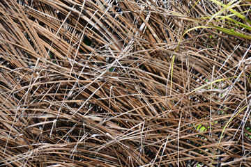 dry hay lying on flat as a background