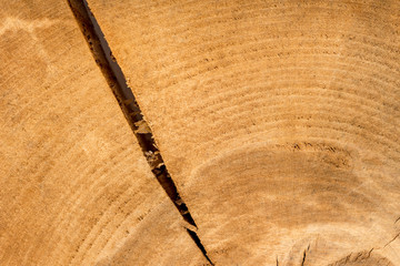 Cut down a tree trunk with a crack. The concept of natural background